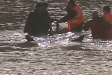 Spasen mladi kit koji je zalutao u Temzu u Londonu (VIDEO)