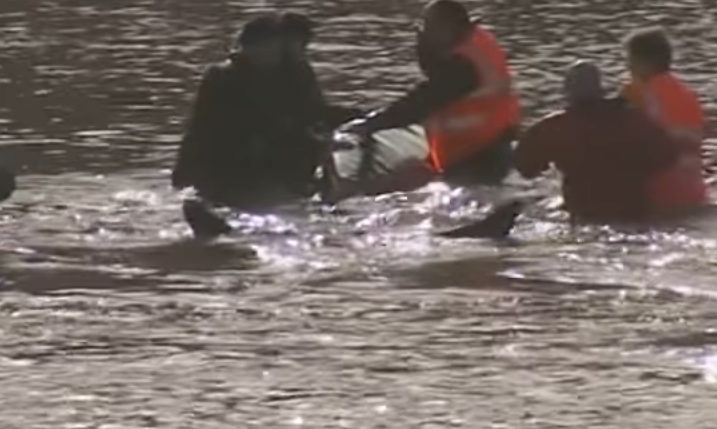 Spasen mladi kit koji je zalutao u Temzu u Londonu (VIDEO)