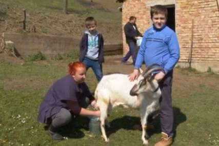 U rodnom kraju je najljepše: Radovanovići se vratili iz Njemačke i osnovali gazdinstvo kod Laktaša (VIDEO)