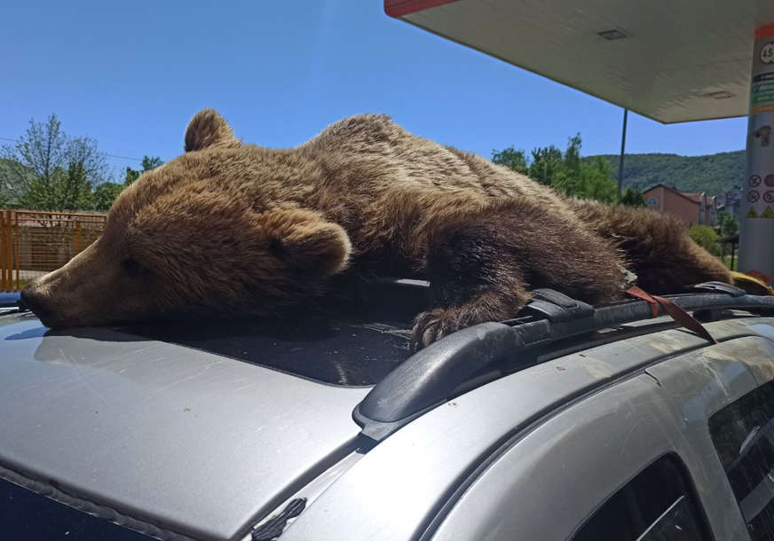 NEZAKONIT LOV Nikšićani uhapšeni zbog odstrela medvjeda