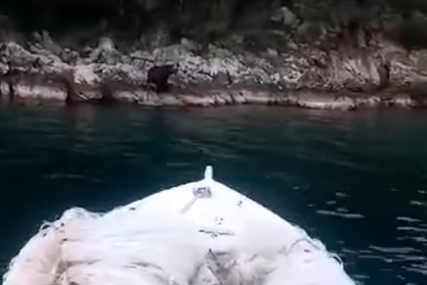 Okupao se, pa se vratio u šumu: Medvjed bezbrižno zaplivao u moru kod Neuma (VIDEO)