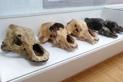 “Međunarodni dan muzeja“ U pećini Orlovača kod Pala izložene i kosti praistorijskog medvjeda