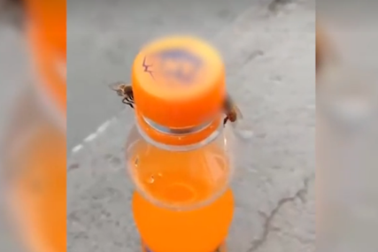 Ljudi gledaju i ne vjeruju: Dvije pčele skidaju čep sa flaše (VIDEO)