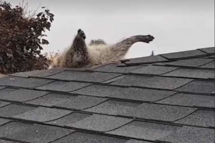 Kao u crtanom filmu: Rakunu samo NOGE VIRE iz krova dok pokušava da provali u kuću (VIDEO)