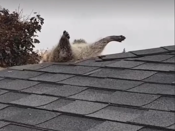 Kao u crtanom filmu: Rakunu samo NOGE VIRE iz krova dok pokušava da provali u kuću (VIDEO)