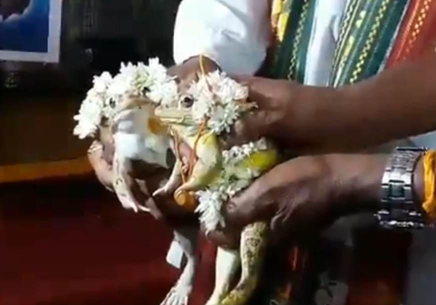 Samo da se ne ponovi krah iz 2019. godine: U Indiji "vjenčali" dvije žabe radi prizivanja boga kiše (VIDEO)