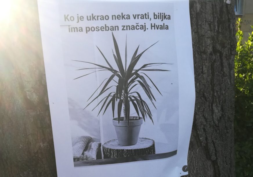 Pamela se vratila kući: Mladi Banjalučanin ponovo ima svoju biljku od POSEBNOG ZNAČAJA