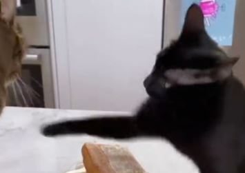 "To je ljubav prema hrani" Snimak mačke kako brani svoje pecivo postao hit na internetu (VIDEO)