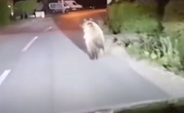 NEOČEKIVAN SUSRET U banjalučkom naselju Karanovac snimljen medvjed kako trči ispred automobila (VIDEO)