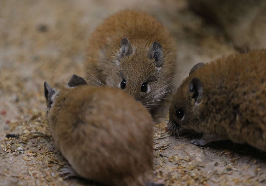 NEOČEKIVAN PROBLEM U ISTRI Velika najezda miševa u okolini Rijeke