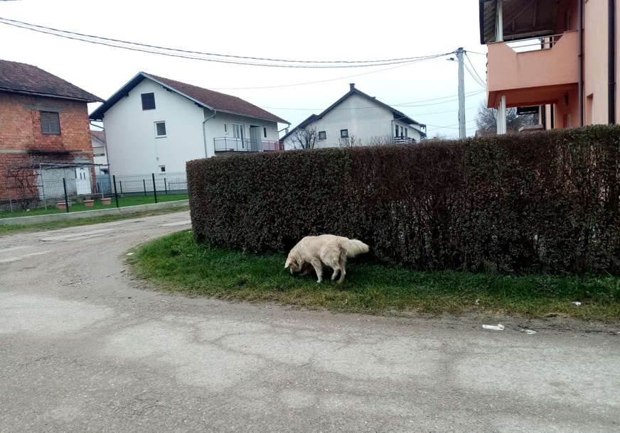 FOTO: BOJANA MAJSTOROVIĆ/RAS SRBIJA