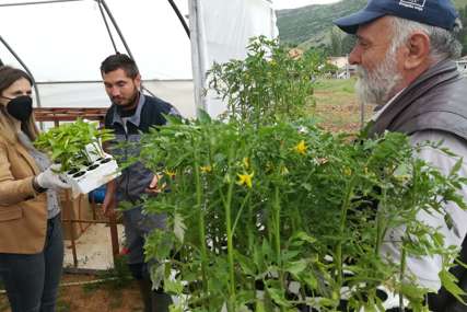 Besplatne sadnice za poljoprivrednike: Agrarni fond podijelio rasad paradajza i paprike