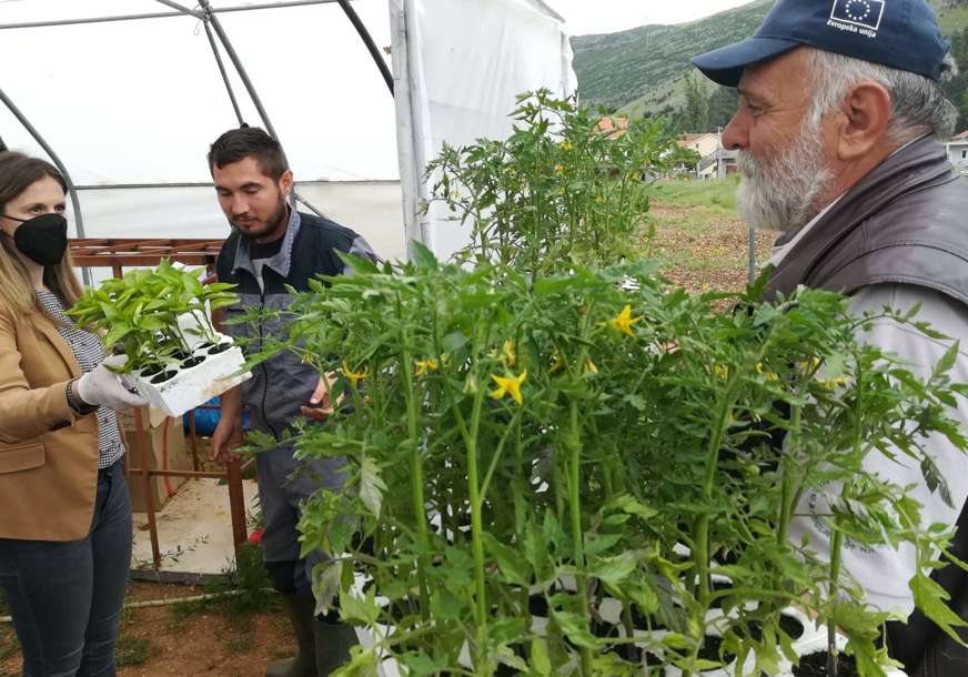 Besplatne sadnice za poljoprivrednike: Agrarni fond podijelio rasad paradajza i paprike