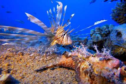 U PERAJAMA IMA OTROV U Jadranskom moru se pojavila opasna riba paun