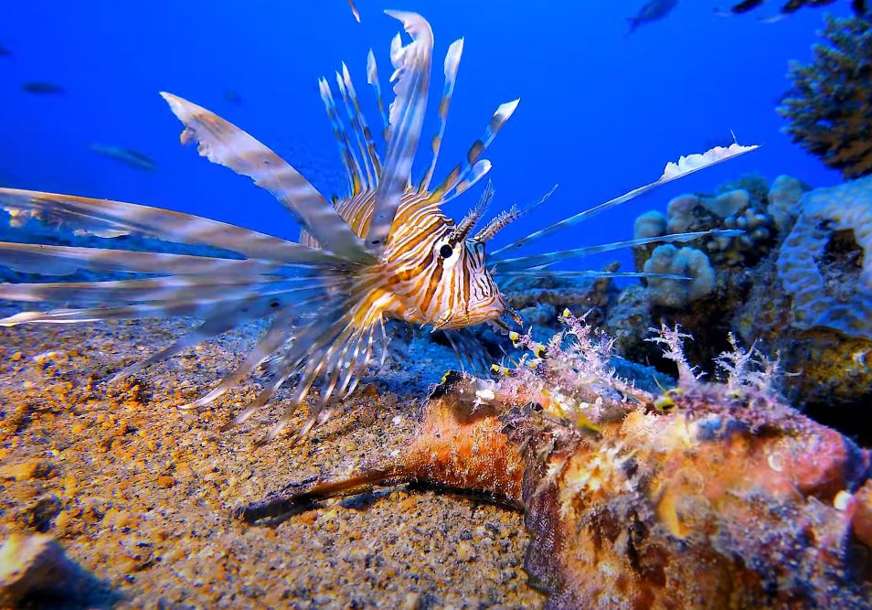 U PERAJAMA IMA OTROV U Jadranskom moru se pojavila opasna riba paun