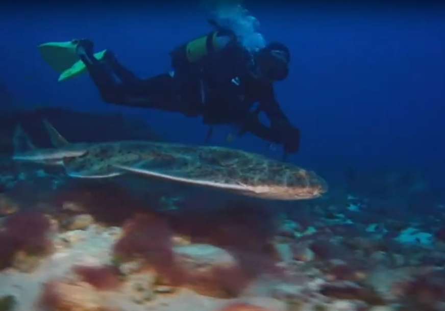 IMA IH SAMO DESETAK U Istri uhvaćena i vraćena u more izuzetno rijetka vrsta ajkule