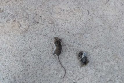 PACOVI I MIŠEVI BJEŽE GLAVOM BEZ OBZIRA Ove biljke stručnjaci preporučuju da posadite oko kuće, stana i bašte
