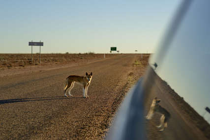 OPASAN DIVLJI PAS Australija postavlja zaštitnu ogradu zbog napada dinga