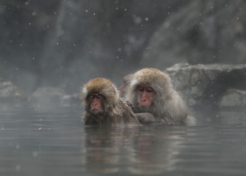 Neke životinje NAŽALOST UGINULE: Spriječen šverc makaki majmuna