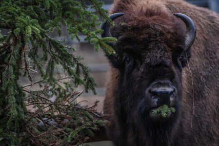 "Uništavaju vegetaciju i arheološka nalazišta" U Americi se više od 45.000 ljudi PRIJAVILO ZA LOV na bizone