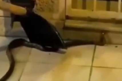 Sve više zmija u URBANIM SREDINAMA: Pronađen smuk u Beogradu, stručnjaci imaju važno upozorenje (VIDEO)