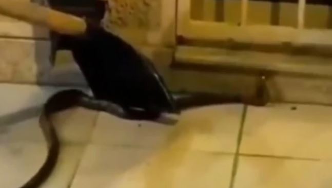 Sve više zmija u URBANIM SREDINAMA: Pronađen smuk u Beogradu, stručnjaci imaju važno upozorenje (VIDEO)