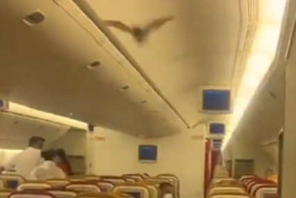 Pilot bio prisiljen da prizemlji avion: Šišmiš izazvao paniku u letjelici "Er Indije" (VIDEO)