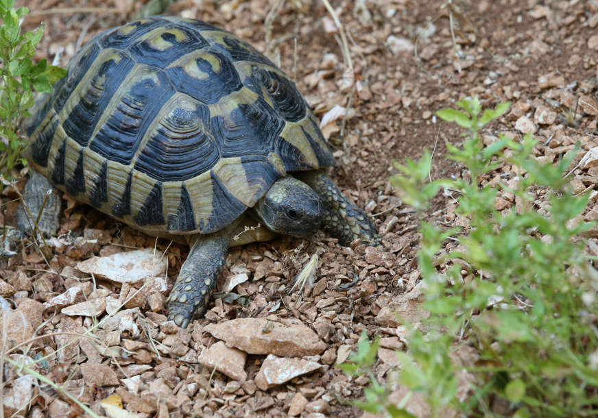 Otkrivena dvoglava kornjača: Rijetku životinju pronašli biološki tehničari