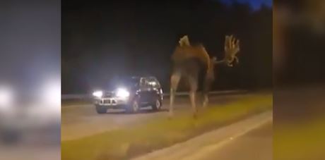 NEVJEROVATAN PRIZOR Ljudi u šoku gledali u životinju koja je šetala između dvije saobraćajne trake (VIDEO)