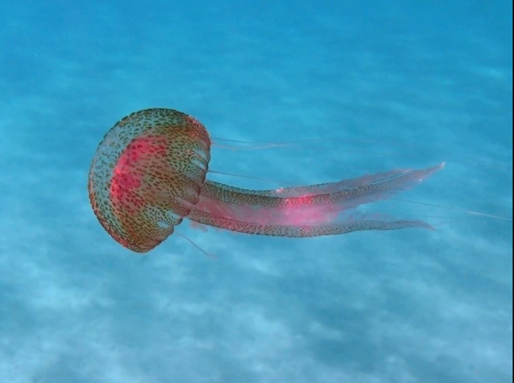 MALA, ALI OPASNA U Jadranu se pojavila meduza koja ostavlja ozbiljne povrede