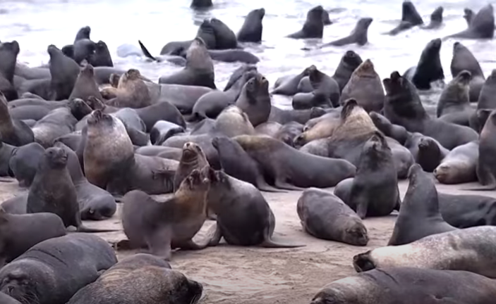 JEDAN PREKINUO INTERVJU Morski lavovi zauzeli obalu u Čileu kako bi se zaštitili od predatora (VIDEO)