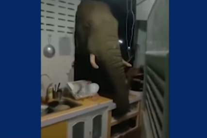 "OPET DOŠAO DA KUVA" Nesvakidašnji prizor na Tajlandu, čovjek ušao u kuhinju i zatekao slona (VIDEO)