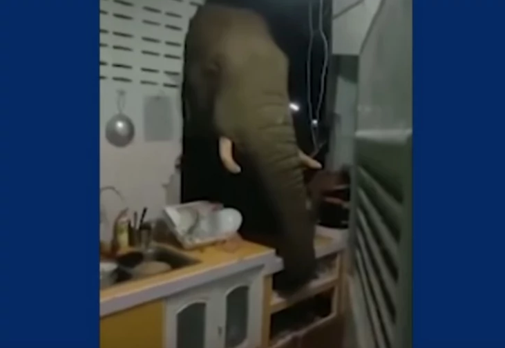 "OPET DOŠAO DA KUVA" Nesvakidašnji prizor na Tajlandu, čovjek ušao u kuhinju i zatekao slona (VIDEO)