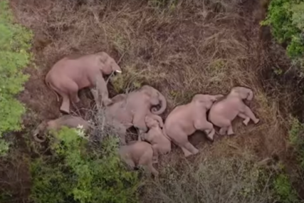 PREŠLI 500 KILOMETARA Slonovi nakon dugog putovanja zaspali u šumi (VIDEO)