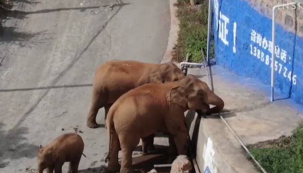 Ovo lutajuće krdo slonova je zvijezda interneta: Bilo da jedu ili spavaju, milioni ih prate onlajn (VIDEO)