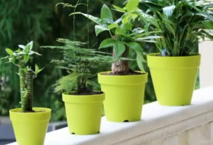 Poželjno je da ih imate u kući: Tri biljke koje privlače sreću, ljubav i novac