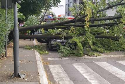 Drvo "poklopilo" automobil: Kolaps u banjalučkoj ulici, intervenisala i ekipa Hitne pomoći (FOTO, VIDEO)