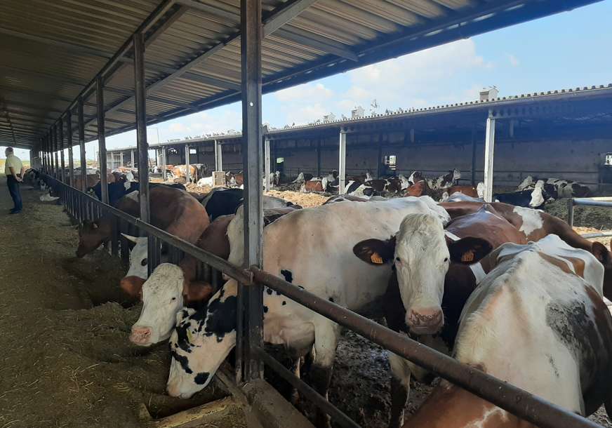 EFEKAT STAKLENE BAŠTE Novi Zeland uvodi porez na krave i ovce zbog emisije gasova