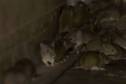 NAPRAVILI OGROMNU ŠTETU Evakuacija zatvorenika zbog najezde miševa