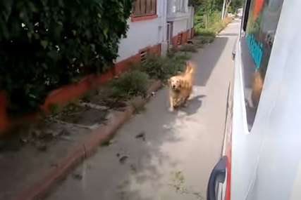 ČOVJEKOV NAJBOLJI PRIJATELJ Pas nije htio da napusti vlasnicu, trčao je za vozilom Hitne pomoći sve do bolnice (VIDEO)