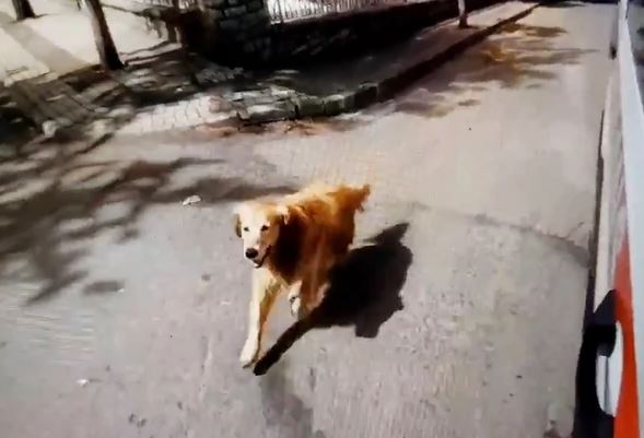 Nije mogao da je pusti samu: Pas trčao sve do bolnice u koju je smještena njegova vlasnica i nije htio da se pomjeri sve dok se ona nije pojavila (VIDEO)