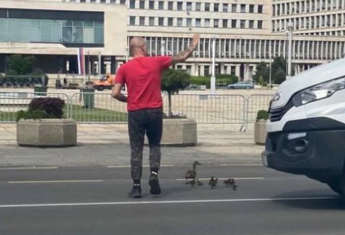 Scena o kojoj se PRIČA DANIMA: Vozač kombija zaustavio saobraćaj da patkice bezbjedno pređu ulicu