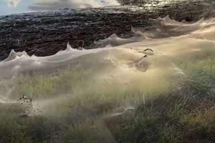 INVAZIJA ZGLAVKARA Ogromni dijelovi Australije prekriveni paukovom mrežom (VIDEO)