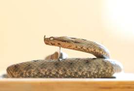 BILA JE VEOMA AGRESIVNA Na Banjevcima uhvaćena zmija duža od 2 metra