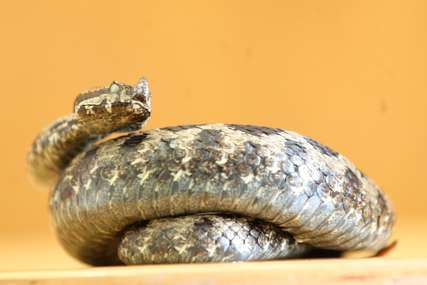 Poznato zdravstveno stanje muškarca: Trebinjca ujela zmija dok je radio na imanju