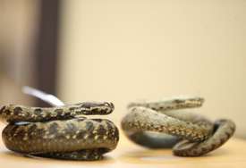 ČISTA EGZOTIKA U Srbiju se uvoze puževi i bumbari, a izvoze se kornjače i zmije