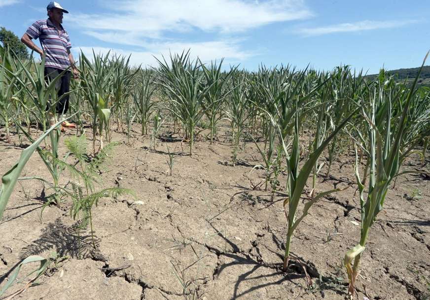 Poljoprivrednici u problemu: Prinosi kukuruza u Srpskoj manji do 80 osto