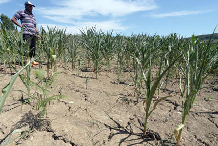 Poljoprivrednici sa područja Kostajnice upozoravaju: Suša bi mogla uzrokovati veću štetu na usjevima kukuruza