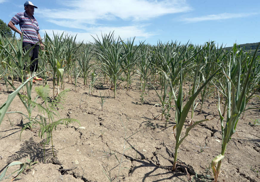 Poljoprivrednici sa područja Kostajnice upozoravaju: Suša bi mogla uzrokovati veću štetu na usjevima kukuruza
