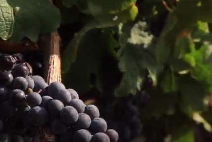 Počinje berba vinskih sorta grožđa: Bolest poharala brojne vinograde, a oni koji su opstali, imaće dobar urod